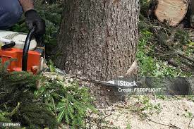 How Our Tree Care Process Works  in  Hayfield, VA