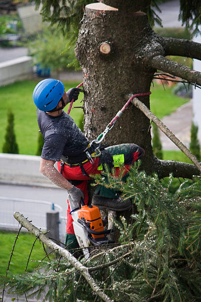 Hayfield, VA  Tree Services Company